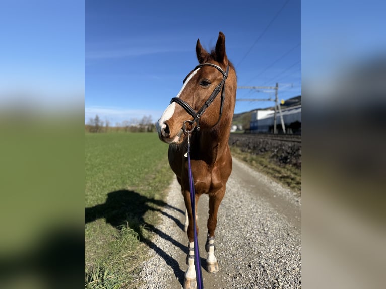 sangre caliente belga Caballo castrado 9 años Alazán in Root D4