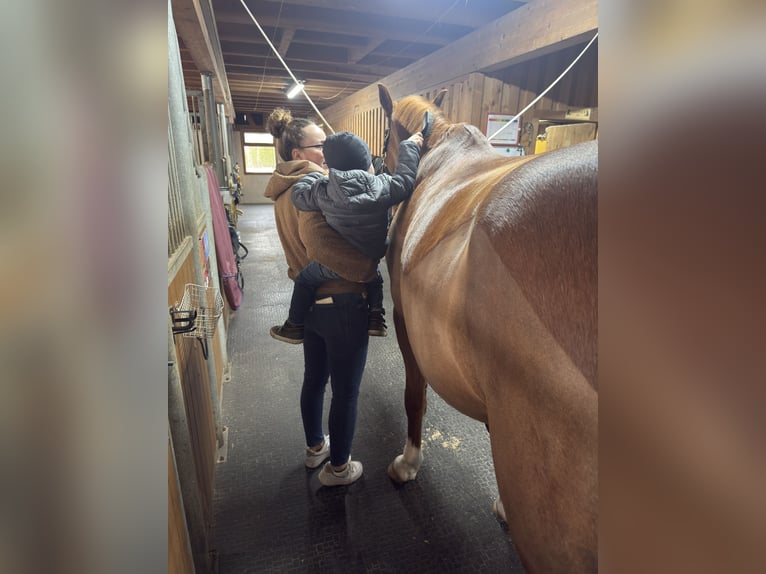 sangre caliente belga Caballo castrado 9 años Alazán in Root D4