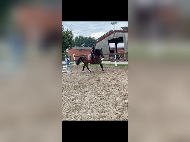 sangre caliente belga Caballo castrado 9 años Castaño in Haren