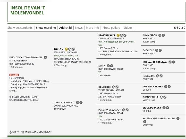 sangre caliente belga Caballo castrado Potro (01/2026)  in Caceres