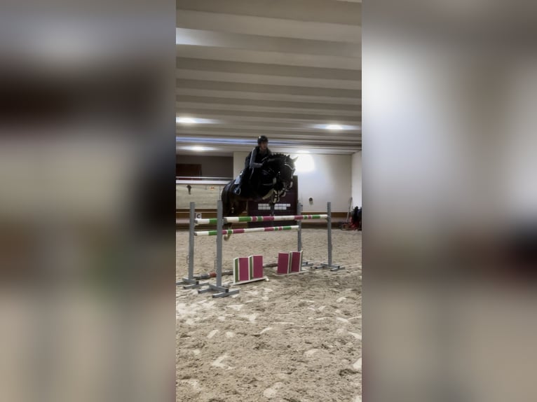 sangre caliente belga Semental 13 años 167 cm Castaño oscuro in Meran