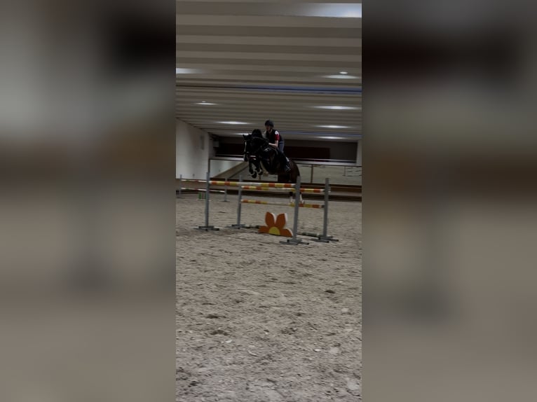 sangre caliente belga Semental 13 años 167 cm Castaño oscuro in Meran