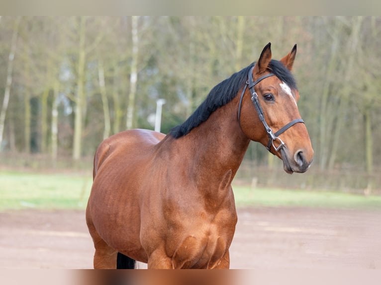 sangre caliente belga Semental 15 años 168 cm Castaño in Bocholt