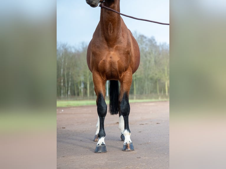 sangre caliente belga Semental 15 años 168 cm Castaño in Bocholt