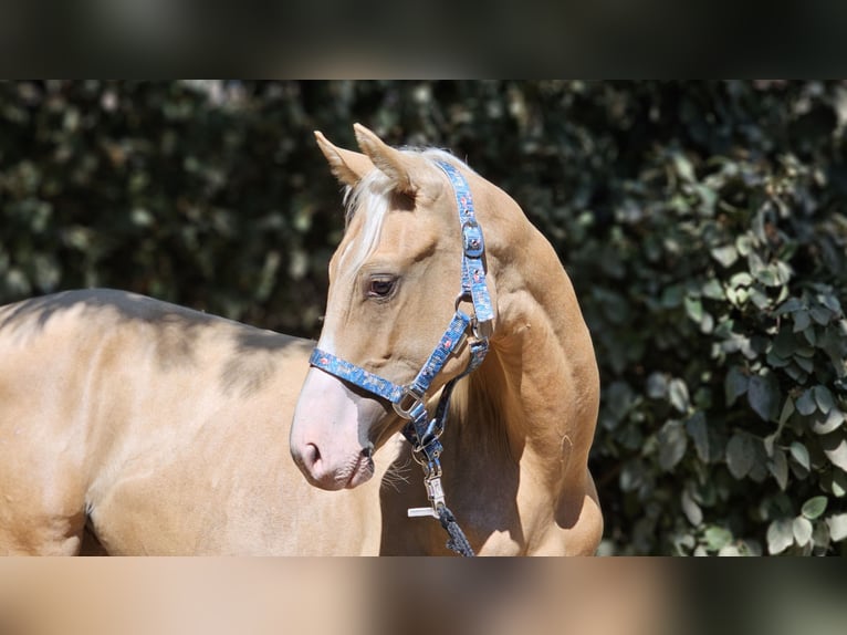 sangre caliente belga Semental 1 año 138 cm Palomino in Visz