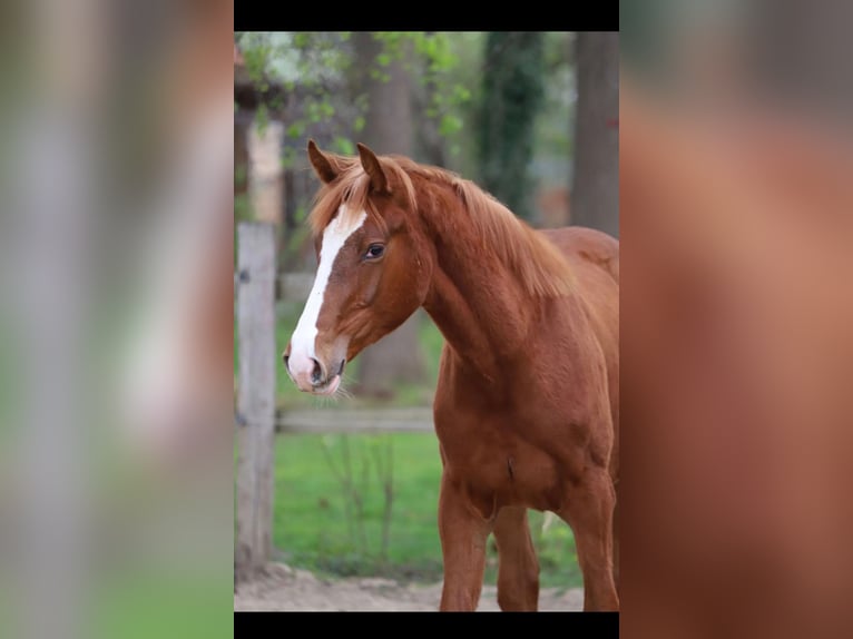 sangre caliente belga Semental 1 año 173 cm Alazán in Neuenkirchen-Vörden