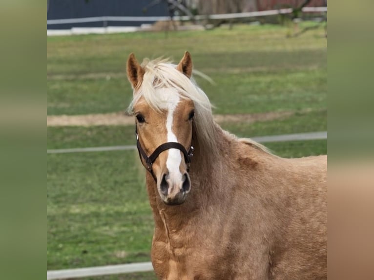 sangre caliente belga Semental 2 años 141 cm Palomino in Visz