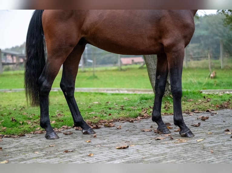 sangre caliente belga Semental 2 años 142 cm Alazán-tostado in GROTE-BROGEL