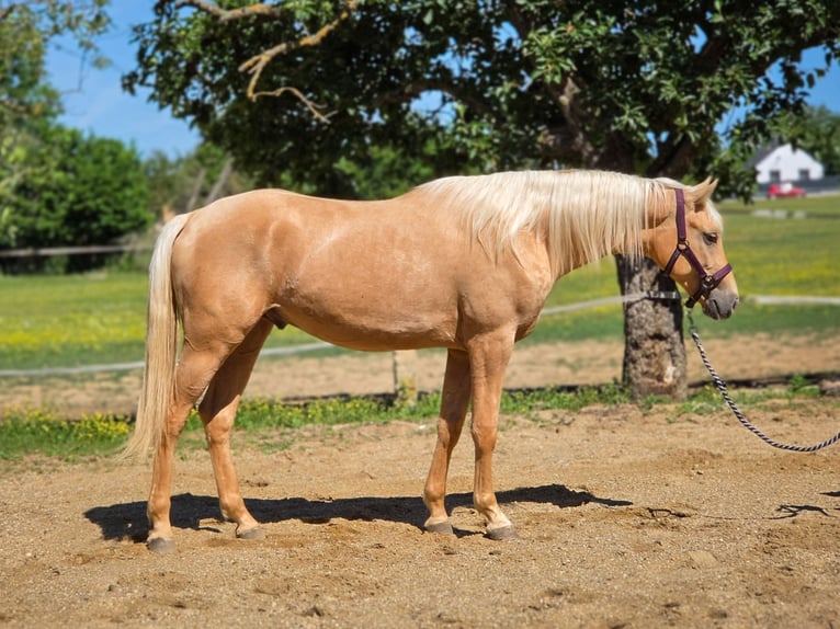 sangre caliente belga Semental 2 años 152 cm Palomino in VISZ