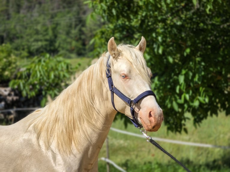 sangre caliente belga Semental 2 años 156 cm Cremello in Visz