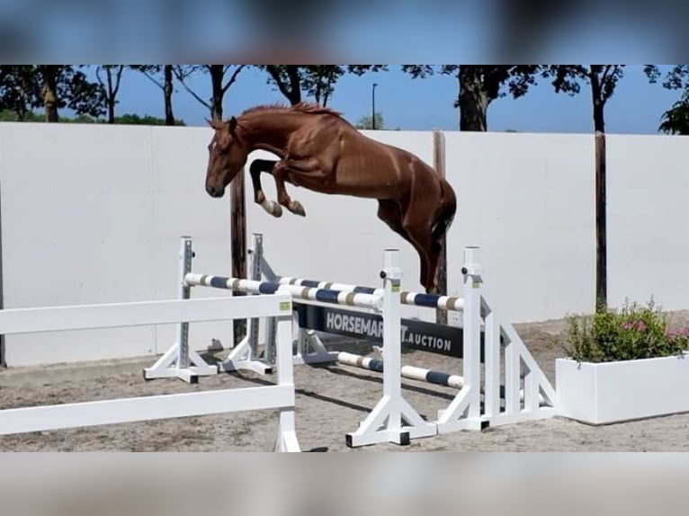 sangre caliente belga Semental 2 años 157 cm Alazán in Waddinxveen