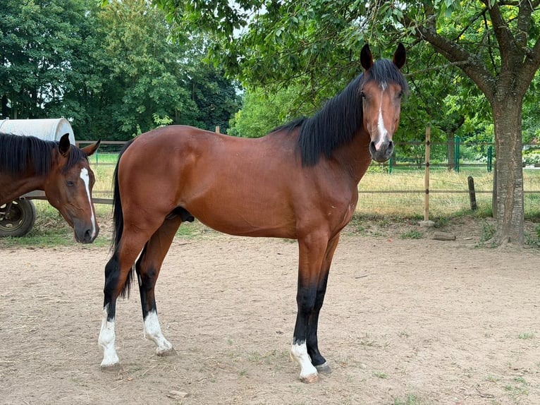 sangre caliente belga Semental 2 años 160 cm Castaño oscuro in Rijkhoven