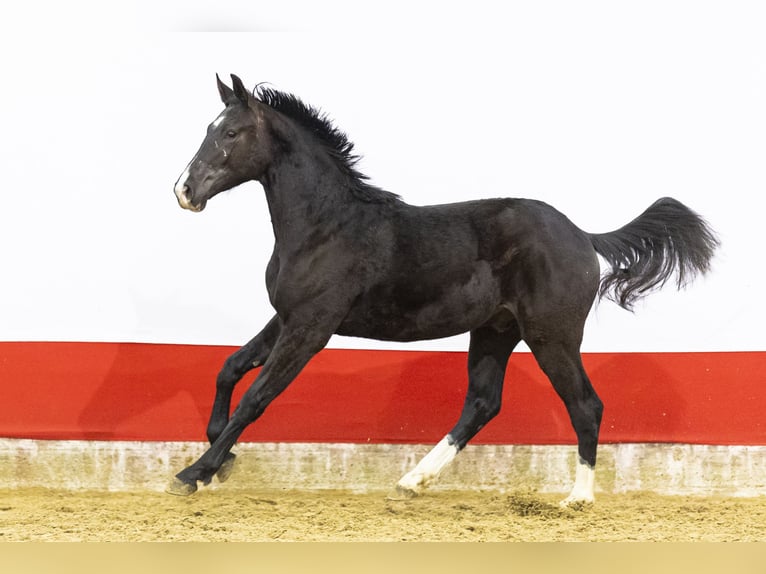 sangre caliente belga Semental 2 años 163 cm  in Waddinxveen