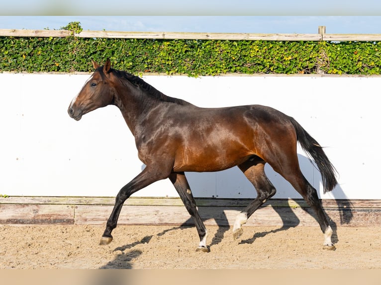 sangre caliente belga Semental 2 años 170 cm Castaño in Waddinxveen