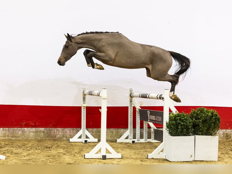 sangre caliente belga Semental 3 años 156 cm  in Waddinxveen