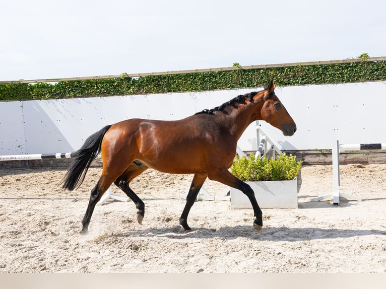 sangre caliente belga Semental 3 años 161 cm Musgo marrón in Waddinxveen