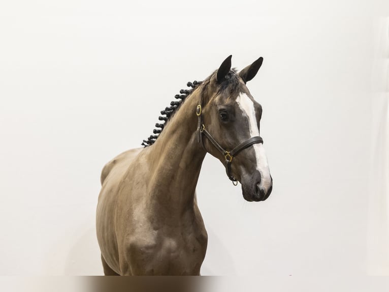 sangre caliente belga Semental 3 años 162 cm  in Waddinxveen