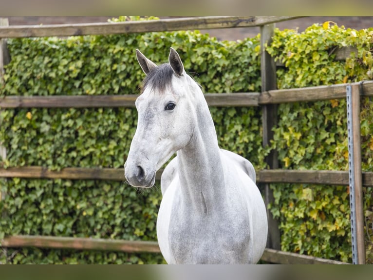 sangre caliente belga Semental 3 años 164 cm  in Waddinxveen