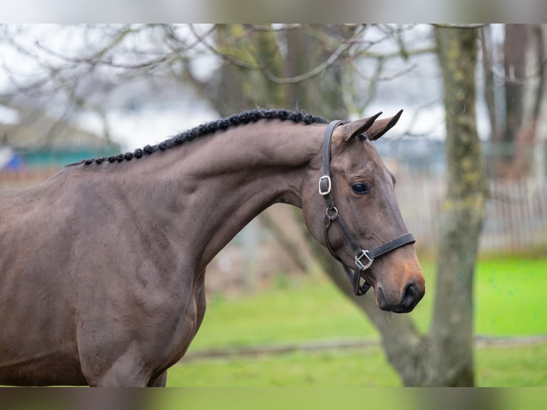 sangre caliente belga Semental 3 años 164 cm Castaño oscuro in Wijchmaal