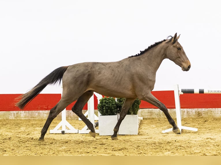 sangre caliente belga Semental 3 años 166 cm  in Waddinxveen