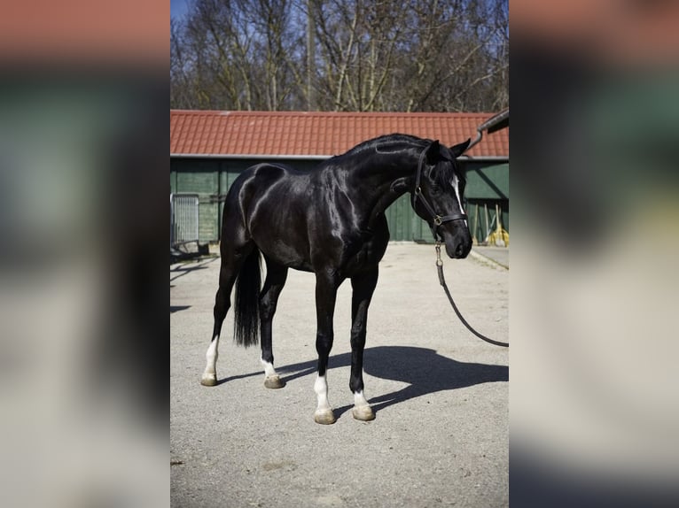 sangre caliente belga Semental 3 años 168 cm Negro in Murska Soboda