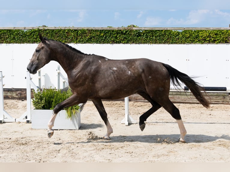 sangre caliente belga Semental 3 años 170 cm Tordo in Waddinxveen