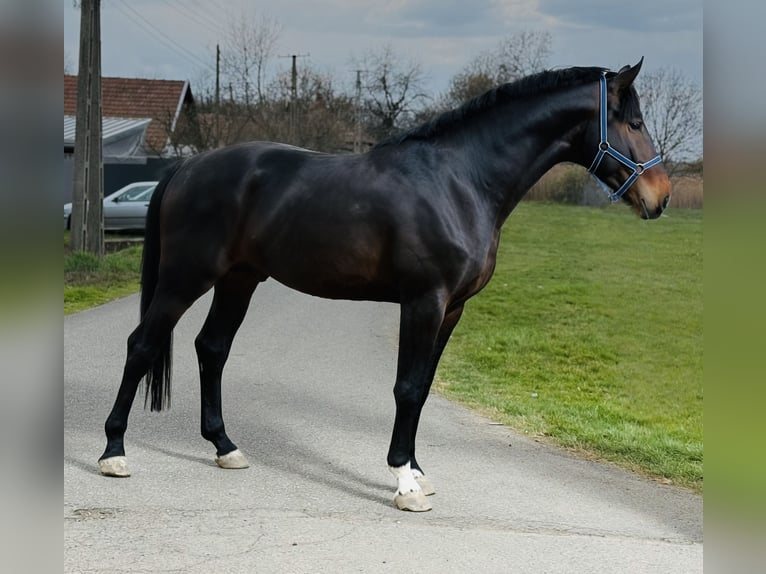 sangre caliente belga Semental 3 años 172 cm Castaño in Bekes