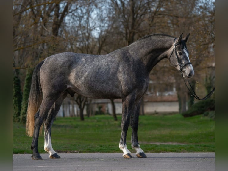 sangre caliente belga Semental 3 años 173 cm  in Békéscsaba