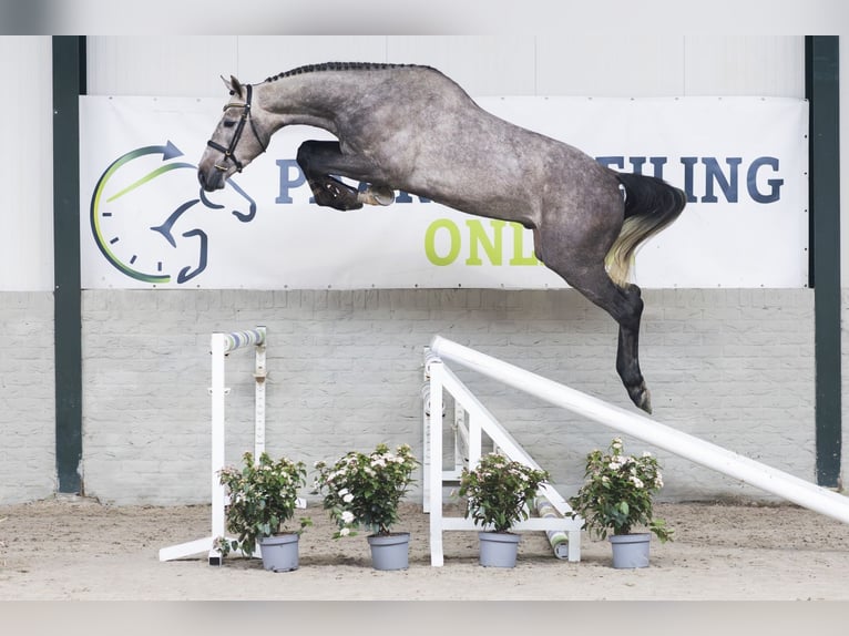 sangre caliente belga Semental 3 años 175 cm  in WK Heerde