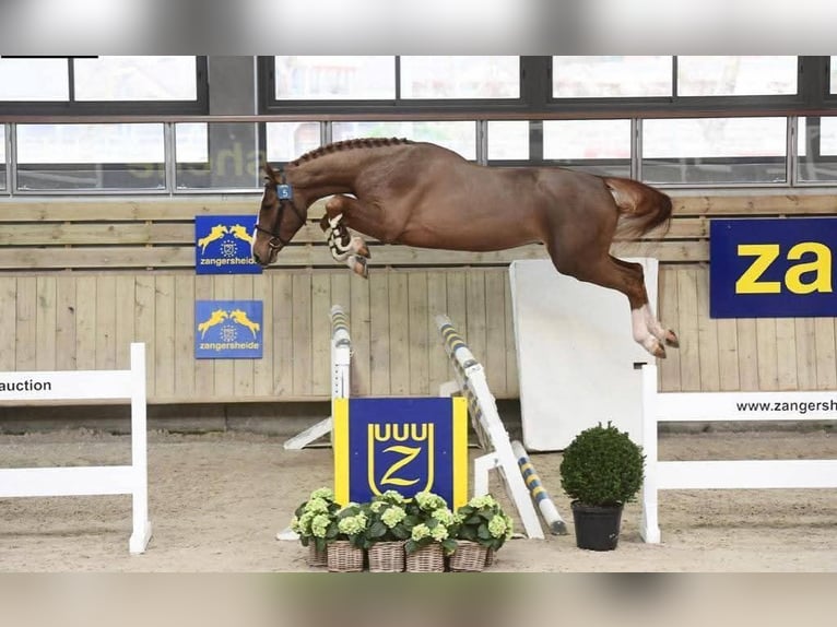 sangre caliente belga Semental 8 años 170 cm Alazán in Gniezno