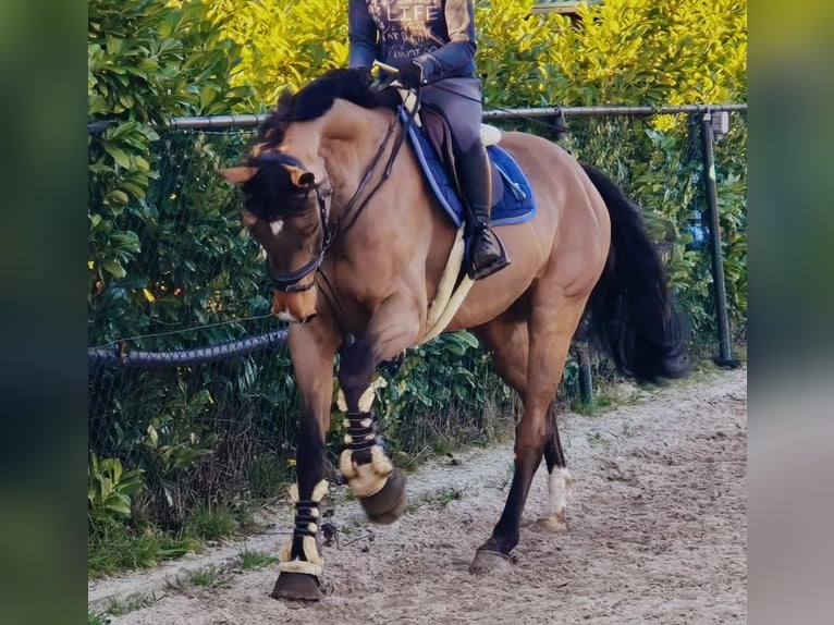 sangre caliente belga Semental 8 años 170 cm Castaño claro in Someren