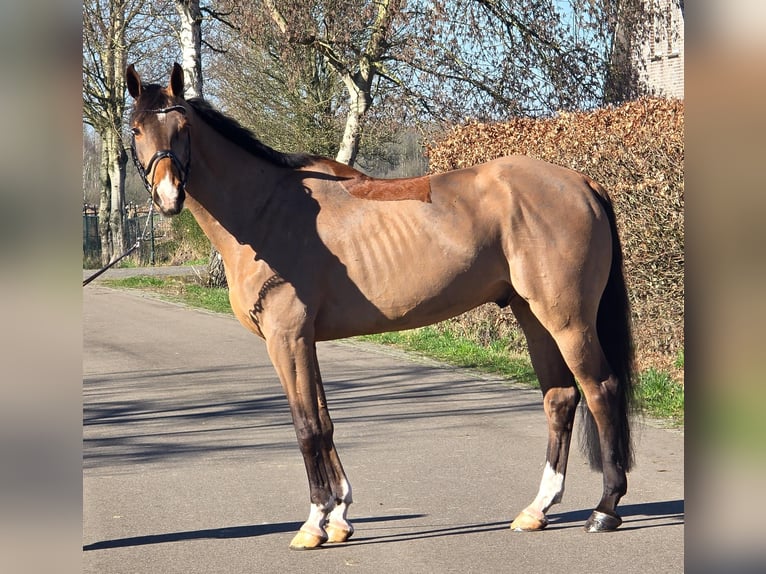sangre caliente belga Semental 8 años 170 cm Castaño claro in Someren