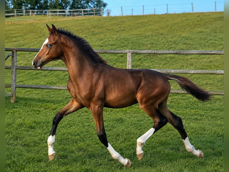 sangre caliente belga Semental Potro (05/2026) 170 cm Morcillo in Vigneux-Hocquet