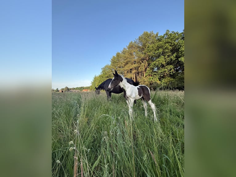 sangre caliente belga Semental Potro (05/2026) 170 cm Pío in VoorburgWechelderzande