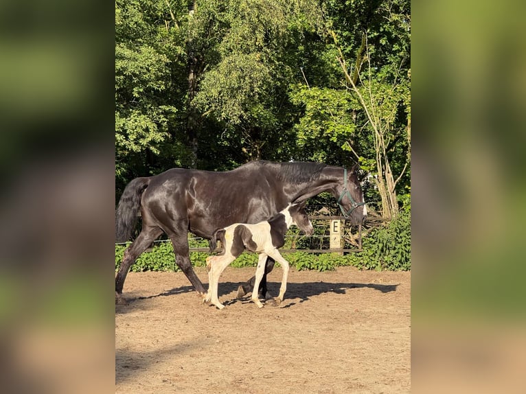 sangre caliente belga Semental Potro (05/2026) 170 cm Pío in VoorburgWechelderzande