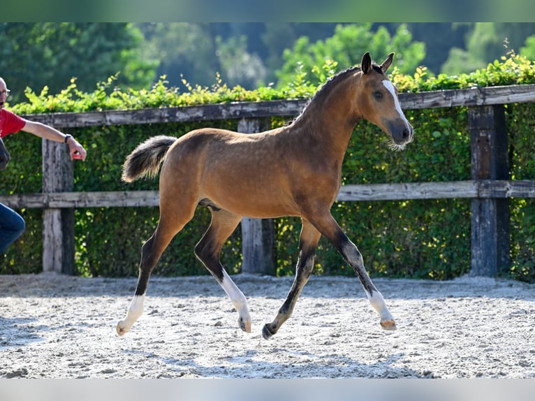 sangre caliente belga Semental Potro (05/2024) Buckskin/Bayo in Oud-Heverlee