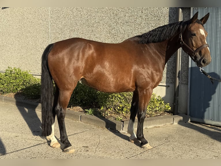 sangre caliente belga Yegua 10 años 168 cm Castaño in GROTE-BROGEL