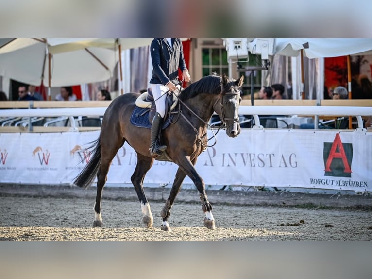 sangre caliente belga Yegua 10 años 170 cm Castaño oscuro in Wellen