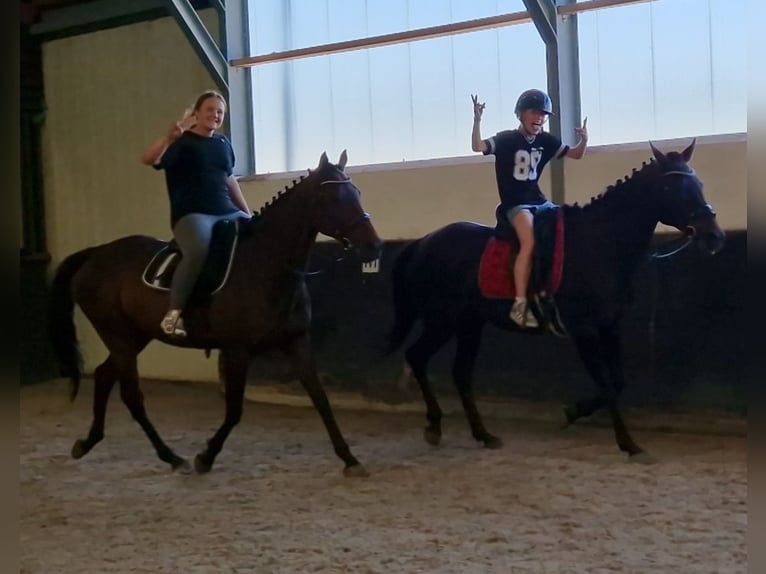 sangre caliente belga Mestizo Yegua 12 años 161 cm Negro in Kaldenkirchen