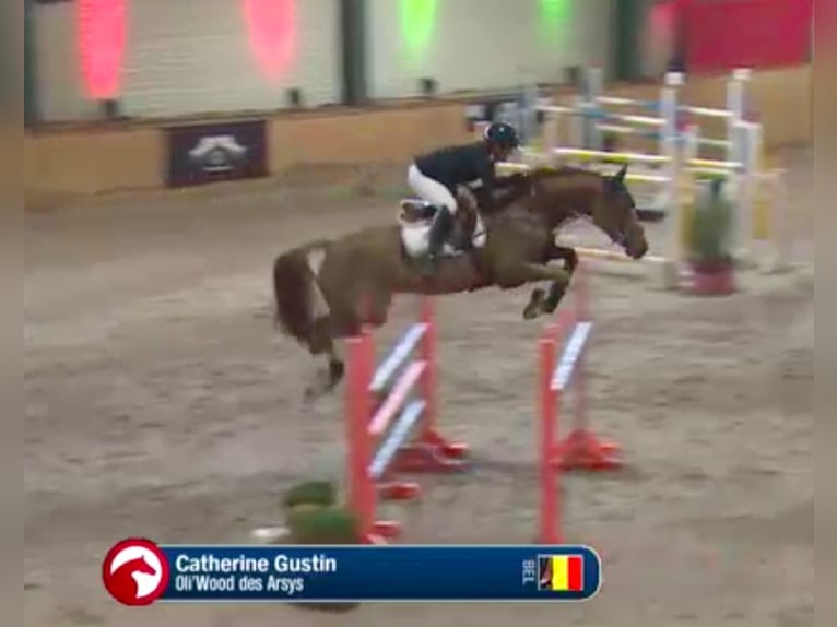 sangre caliente belga Yegua 12 años 162 cm Alazán-tostado in Forville