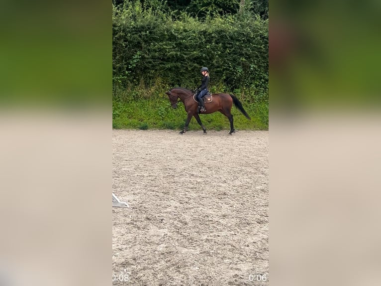 sangre caliente belga Yegua 14 años 164 cm Castaño oscuro in Eupen