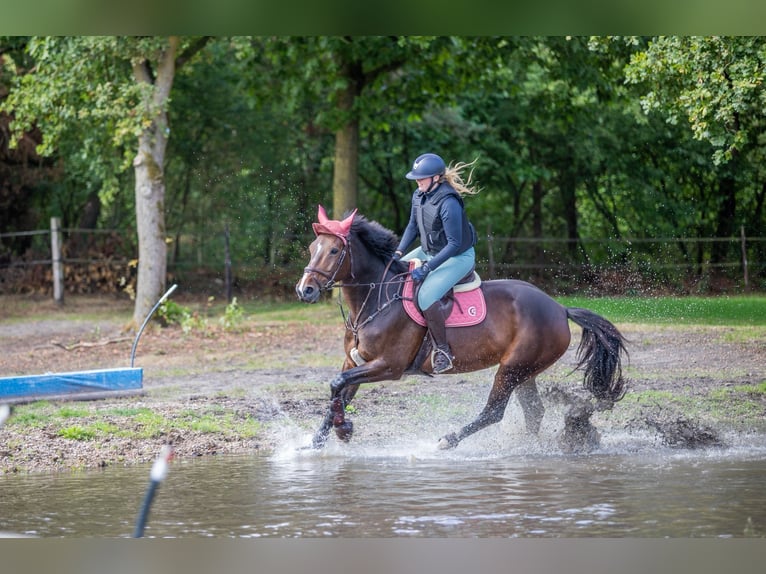 sangre caliente belga Yegua 14 años 170 cm Castaño in Heeze