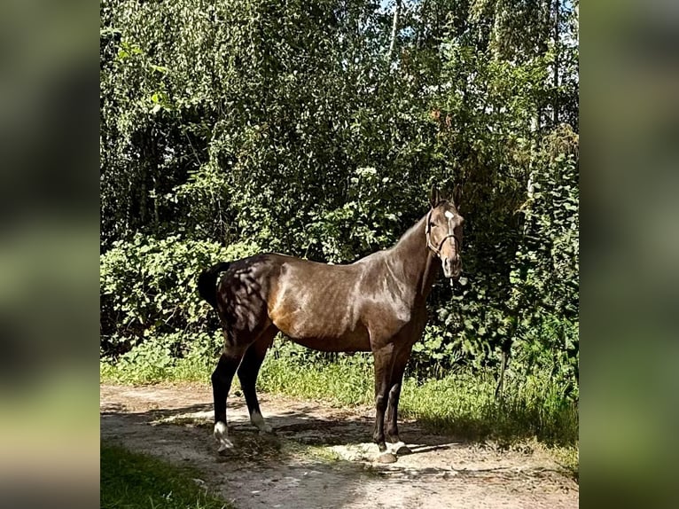 sangre caliente belga Yegua 14 años 172 cm Castaño oscuro in Brzyków