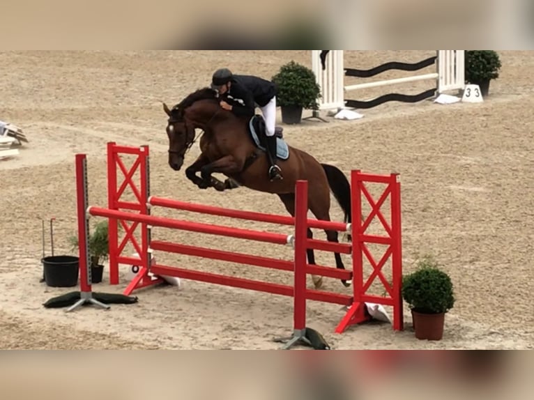 sangre caliente belga Yegua 16 años 175 cm Castaño oscuro in Heusden-Zolder