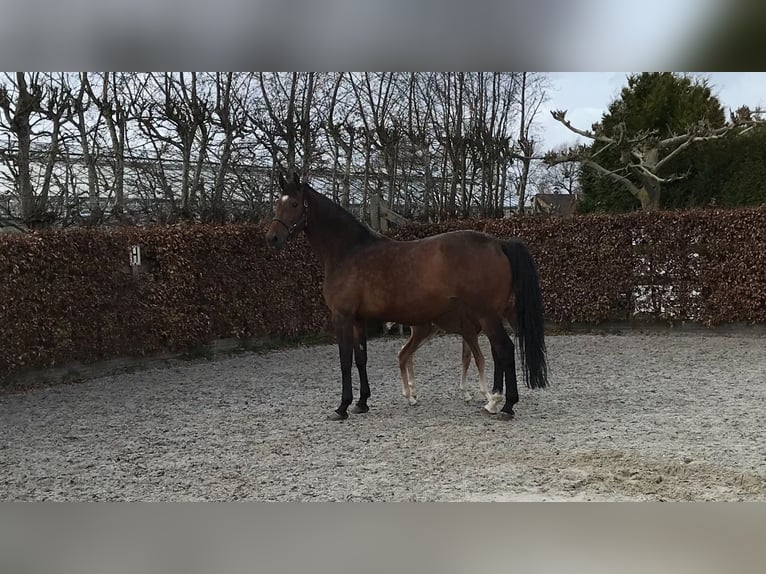 sangre caliente belga Yegua 16 años 175 cm Castaño oscuro in Heusden-Zolder