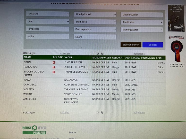 sangre caliente belga Yegua 17 años 100 cm Pío in Grote Brogel