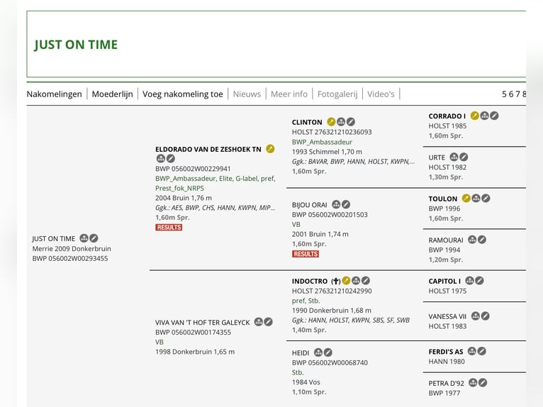sangre caliente belga Yegua 17 años 165 cm Castaño oscuro in Aalter