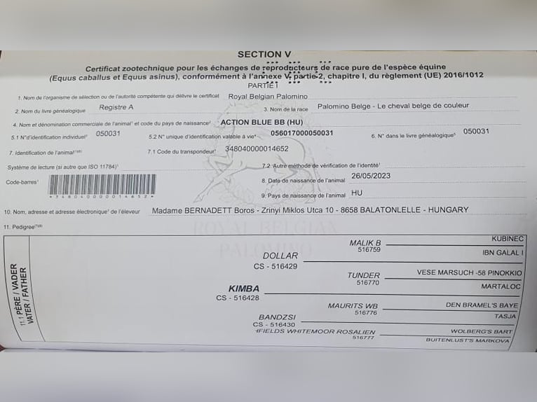 sangre caliente belga Yegua 1 año 135 cm Palomino in Visz