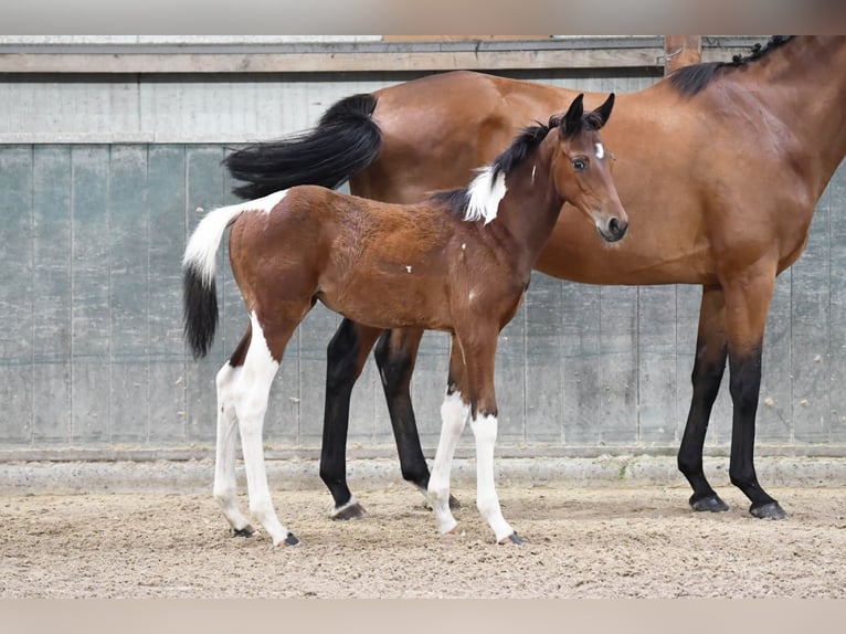 sangre caliente belga Yegua 1 año 164 cm Tobiano-todas las-capas in Waregem