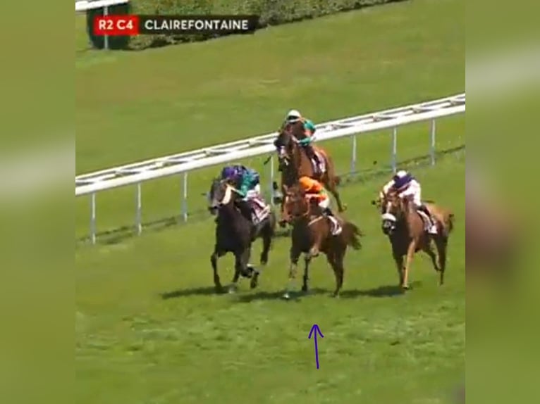 sangre caliente belga Yegua 1 año 164 cm Tobiano-todas las-capas in Waregem